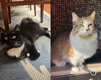 2 katjes te koop