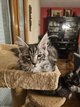 Maine coon a reserver