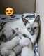 Magnifiques chatons siamois