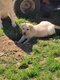 Labrador chiot