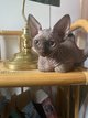 Devon Rex  rserver sans tarder