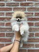 Spitz nain Pomranie