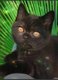 3 adorables British Shorthair