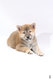 Magnifiques Shiba Inu disponibles de suite