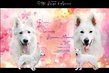 Chiots bergers blancs suisses en poil long / papa...