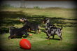 Chiots Pinscher