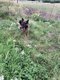 Magnifique femelle berger allemand  donner