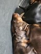 Dobermann, chiot