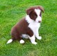 Chiots border collie  dispo