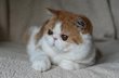 Magnifiques chatons persans et exotic shorthair