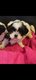 Lhassa apso nain
