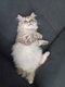 3 chatons british longhair