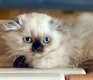 Chatons femelles