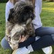 Magnifique mle shih tzu, de pure race disponible...