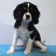 Adorables chiots Cavalier King Charles...
