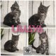 Chatons disponibles  la rservation