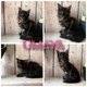 Chatons disponibles  la rservation