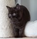 Britishs shorthairs et longhair 100% Britishs