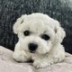 Chiots Mles Bichon fris pdigree Saint Hubert