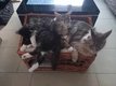 Superbes chatons Maine Coon