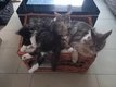 Superbes chatons Maine Coons disponibles...