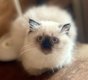 Chatons British longhair & shorthair