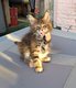 Reste 2 femelles Maine Coon avec Pdigr ...