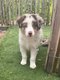 Chiots Berger australien x border collie