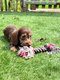 Chiots teckel nain a poil dur (parents prsents)