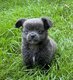 Chiot chihuahua bleu poil long