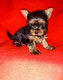 Yorkshire toy mini