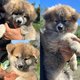 Magnifiques chiots akita Inu disponibles de suite