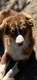 Chiots bergers australiens pures races pedigree...