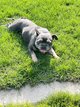 Bouledogue franais chocolat masked fawn