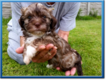 Chiots bichon havanais
