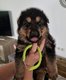 4 Chiots berger Allemand