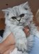 Chatons persans