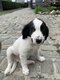 Chiots Border collie (pre) croiss Coker anglais...