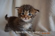 Superbe Bbs Maine Coon