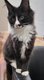 Main coon