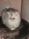 Manifique  chaton persan