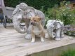 Magnifiques chiots shiba inu