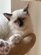 Sacre de Birmanie
