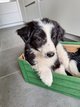 Chiots Border Collie