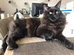 Maine coon a reserver