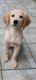 Magnifiques chiots Golden Retriever