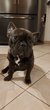 [cherche] femelle bouledogue franais pour saillie