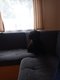 Caniche nain femelle chiot
