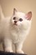 Magnifiques chatons birmans