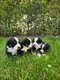 Chiots Bouvier Bernois